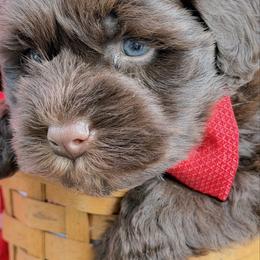 ESA lines Fiyero Liver Blue green eyes - Liver male Miniature Schnauzer puppy in Temple, Texas from Schnauzers Of Taylor