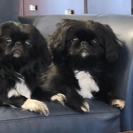 Unavailable - Black female Pekingese puppy in Florence, Alabama from Keyna's Pekes