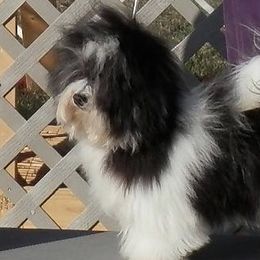 Flash  - Havanese