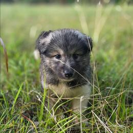 Girl 2 - female Native American Indian Dog puppy in Green Creek, North Carolina from NAID Preservation Project: Corn Moon Medicine Dogs