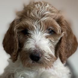 Goldendoodles from AZ Designer Goldendoodles