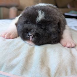 Boy 1 - Black male Akita puppy in South Carolina from Sierra Mountain Akitas
