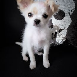 Chihuahua Puppies from Madelyn Kaye's Dynasty Couture Chihuahuas, LLC