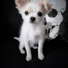 Chihuahua Puppies from Madelyn Kaye's Dynasty Couture Chihuahuas, LLC