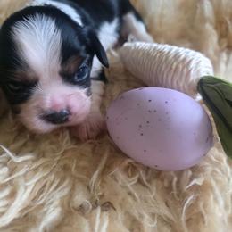 Agape - Tri-color female Cavalier King Charles Spaniel puppy in Springfield, Missouri from Caney Mountain Cavaliers LLC