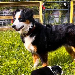Carmella - Toy Australian Shepherd