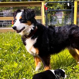 Carmella - Toy Australian Shepherd