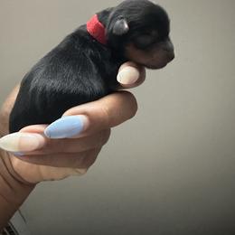 Boy2 - Black and tan male Yorkshire Terrier puppy in Selden, New York from Alisha's Yorkshire Terriers