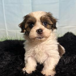 Billy - White male Havanese puppy in Clermont, Florida from Country Sweet Havanese and Creative Coaching
