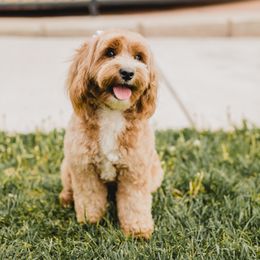 Jazz - Australian Labradoodle