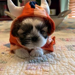 Morgan - Red and white male Shih Tzu puppy in Dallas, Texas from Heart and Soul Shih Tzu