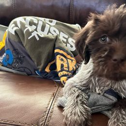 Doris - Brown and gray Wirehaired Pointing Griffon puppy in Douglas, Wyoming from Complete Game Griffs