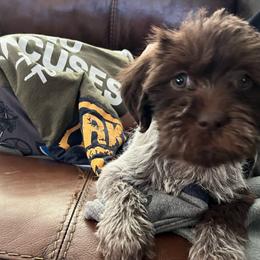 Doris - Brown and gray Wirehaired Pointing Griffon puppy in Douglas, Wyoming from Complete Game Griffs