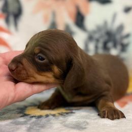 Tod - Chocolate and tan male Dachshund puppy in Hope, Arkansas from JK Kennel