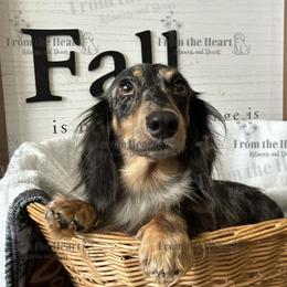 Gumbo - Dachshund