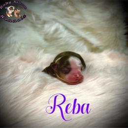 Reba - Red tri female Miniature Australian Shepherd puppy in Lubbock, Texas from Baby Storm Kennels