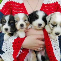 Australian Shepherd Puppies from Steppingstone Kennel