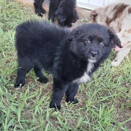 Buzz - Black & white male Australian Shepherd puppy in Alvin, Texas from Gulf Coast Aussies