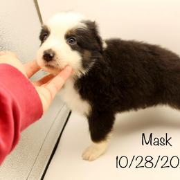 Boy 6 (Mask) - Black tri-color male Australian Shepherd puppy in Brooker, Florida from 🐾 The Great Bambino SunState Aussies!
