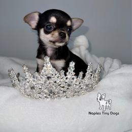 Licorice 8,000 - Black and tan female Chihuahua puppy in Naples, Florida from Naples Tiny Dogs