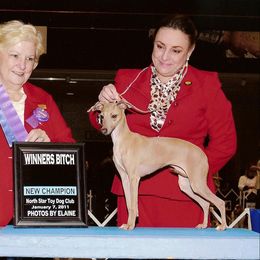 Azawakh and Italian Greyhound All Grown Up from Noblewinds