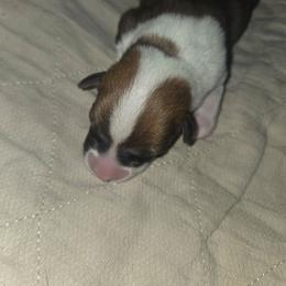 Girl 1 - Red female Pembroke Welsh Corgi puppy in Gig Harbor, Washington from Pacific Northwest Pembroke Welsh Corgis