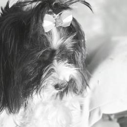 Mookie - Yorkshire Terrier