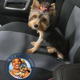 Parys - Yorkshire Terrier