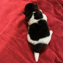 Girl 4 - Red female Akita puppy in Granville, Ohio from Hickory Ridge Akitas