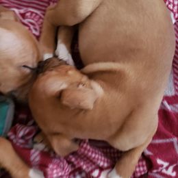 Bull Terrier and Staffordshire Bull Terrier Puppies from Courstaff Staffords