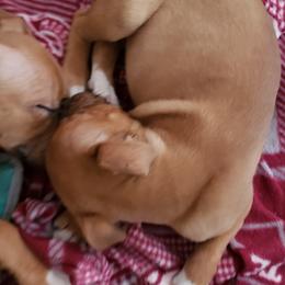 Bull Terrier and Staffordshire Bull Terrier Puppies from Courstaff Staffords
