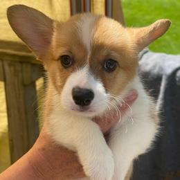 Yellow Collar - Red female Pembroke Welsh Corgi puppy in Nevada, Iowa from Rogers AKC Corgis of Iowa.