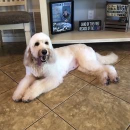 Diamond - Goldendoodle