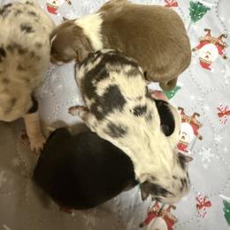 Blue Merle female - Blue merle female Australian Shepherd puppy in Springfield, Oregon from Shelter Cove Aussies