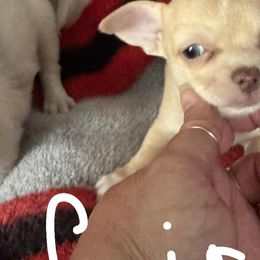 Chihuahuas from Cathy Wright