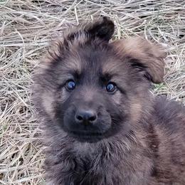 Blue Collar - Brego - Sable male German Shepherd puppy in Augusta, West Virginia from Cricket Hollow Canines