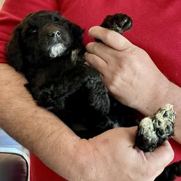 Tiny Tim - Black male Goldendoodle puppy in St Johns, Florida from Nini's Poodles and Doodles of St. Johns Co.