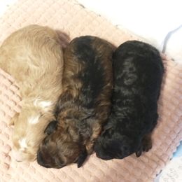 Poodle and Yorkshire Terrier Puppies from Winchester's Magic Yorkipoos & Poodles