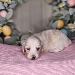 Cream Piebald - Piebald female Dachshund puppy in Rancho Cucamonga, California from Pretty Little Dachshunds