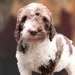 Goldendoodle Puppies from Two Ps in a Pod