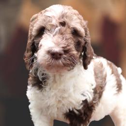 Goldendoodle Puppies from Two Ps in a Pod