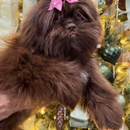 Frizzy - Chocolate female Shih Tzu puppy in Ocala, Florida from Mimi's Shih-tzus of Ocala