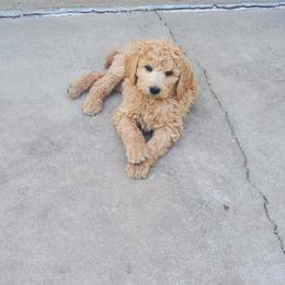 Double Doodle and Goldendoodle Puppies from Bert's Doodles