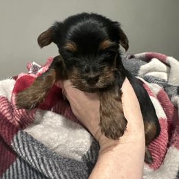 Boy 2 - Black and tan male Yorkshire Terrier puppy in Grant Town, West Virginia from Lauren's Yorkshire Terriers
