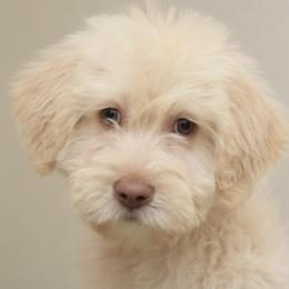Bernedoodles and Goldendoodles from Sweet Pine Doodles