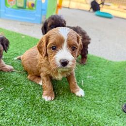 Gillian - Red female Cavapoo puppy in Wamego, Kansas from Doodles of Oz