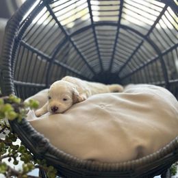 Preston - White male Cavapoo puppy in Chino, California from Coopers Lane Puppies