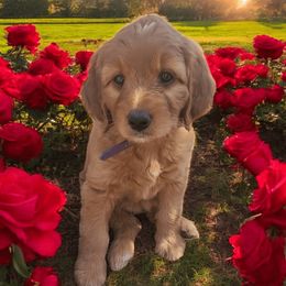 Iris - Purple Girl 4 - Goldendoodle puppy from Marvelous Mannered K9s of Texas