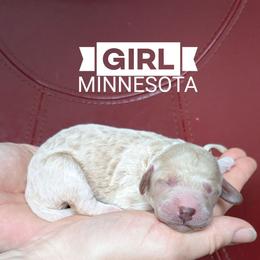 Minnesota - Cream female Goldendoodle puppy in Cambridge, Minnesota from Country Meadow Doodles