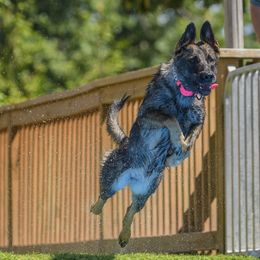 German Shepherd All Grown Up from Iron Legacy Working Dogs